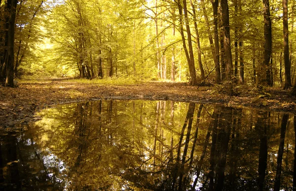 Herbstfarben eines schönen Waldes, der sich im Wasser spiegelt — Stockfoto