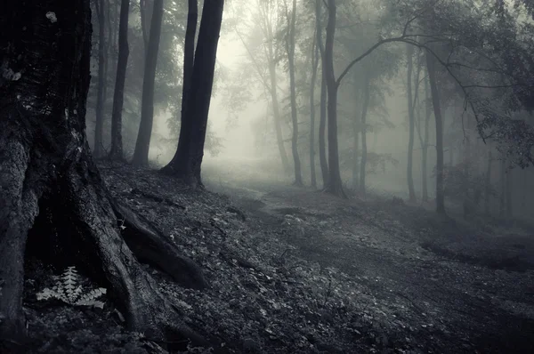 Tajemný les za mlhavého večera — Stock fotografie