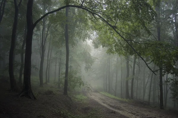 Дорога через зеленый лес — стоковое фото