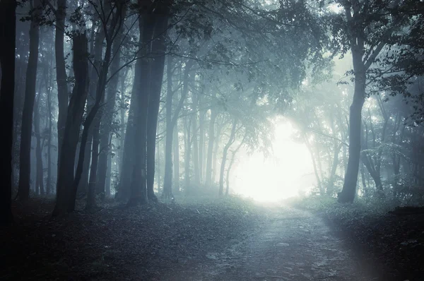 Chemin à travers une forêt sombre et froide la nuit — Photo