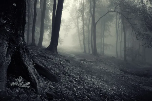 Mystérieuse forêt par une soirée brumeuse Images De Stock Libres De Droits