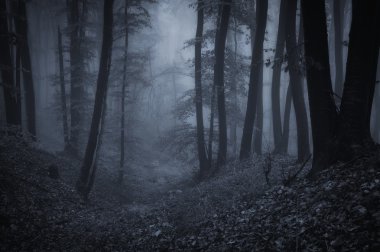 Dark night in a forest clipart