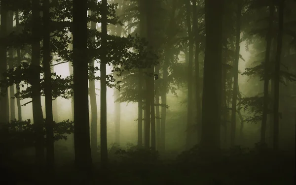 Bäume am Waldrand an einem regnerischen Sommertag — Stockfoto
