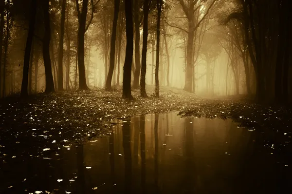 Bosque con estanque en otoño —  Fotos de Stock