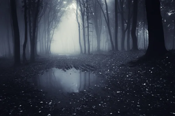 Floresta escura com lagoa e folhas no chão — Fotografia de Stock