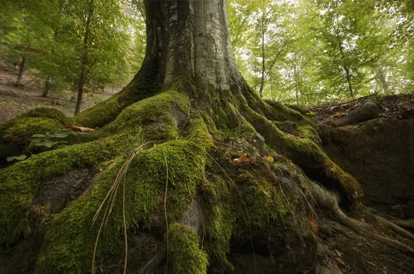 Дерево с мхом на корнях в зеленом лесу — стоковое фото