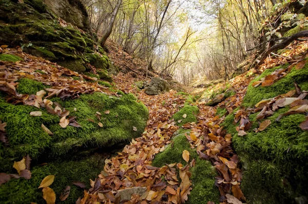 Yapraklar sonbaharda Kara Orman — Stok fotoğraf
