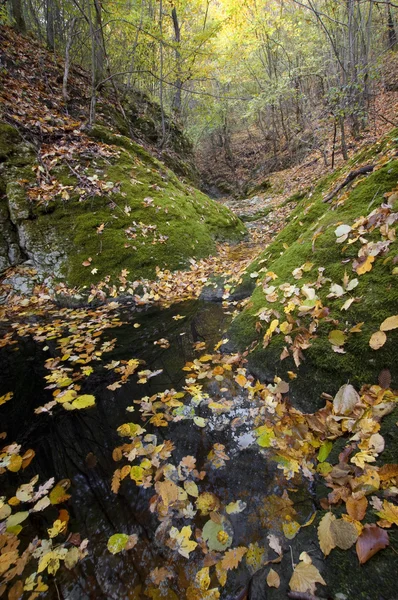 Sonbahar karanlık su birikintisi ile renkli bir ormanda — Stok fotoğraf