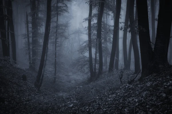 Noche oscura en un bosque — Foto de Stock