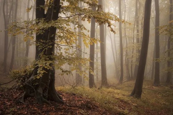 Осенний лес и деревья с разноцветными листьями — стоковое фото
