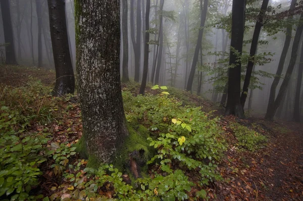 Deštivé letní den v lese — Stock fotografie