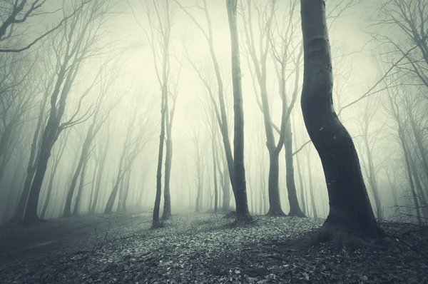 Floresta assustadora com árvores negras — Fotografia de Stock