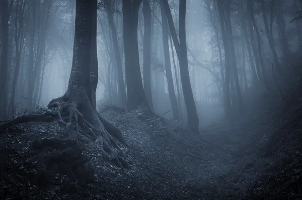 Notte in una foresta buia con nebbia e alberi neri — Foto Stock