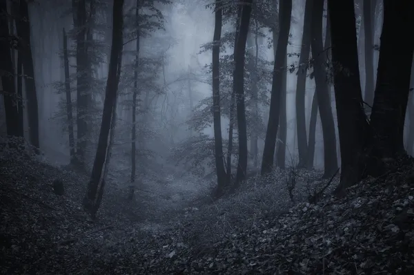 漆黑的夜晚，在一片森林 — 图库照片#