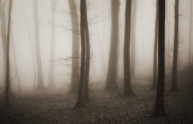 Mysterious forest with fog in sepia clipart