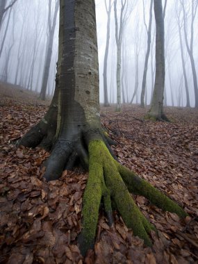 Vertical photo of tree in a misty forest clipart