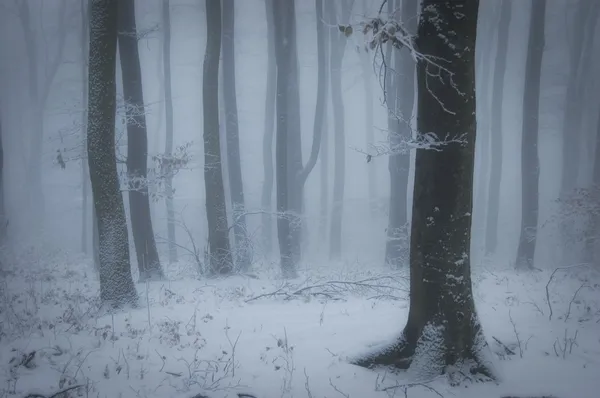 stock image Evening in a forest with fog and snow in winter