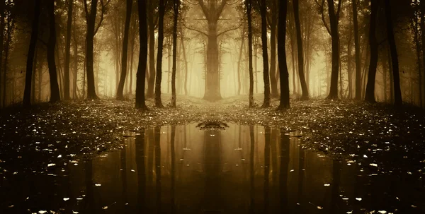 Fantasia floresta de outono com nevoeiro e água — Fotografia de Stock