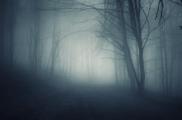 Gece sis ile karanlık bir ormanda — Stok fotoğraf