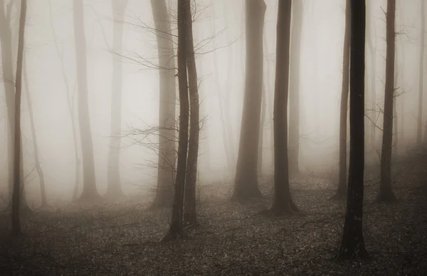 Mysterious forest with fog in sepia — Stock Photo, Image