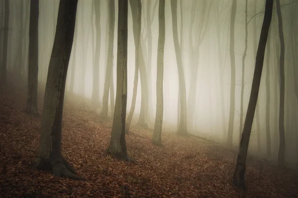 Forêt colorée avec brouillard — Photo