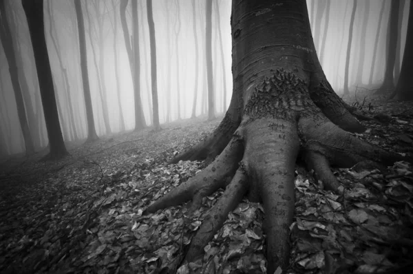 Foto de árbol viejo con raíces en un bosque con niebla —  Fotos de Stock
