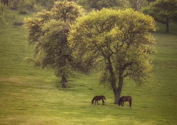 Paisagem de primavera com dois cavalos selvagens no prado — Fotografia de Stock