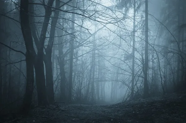 Tenebre in una foresta con nebbia Fotografia Stock