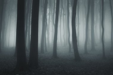 Dark forest with fog and cold light clipart