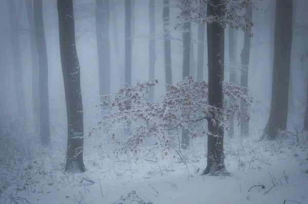 Winter met mist in een forest met sneeuw — Stockfoto