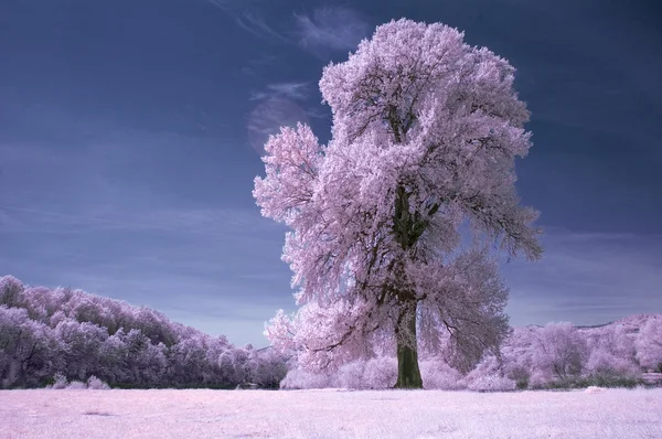 Beyaz alan ve mavi gökyüzü kızılötesi ağacı — Stok fotoğraf
