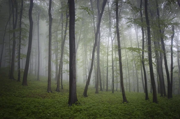 霧とファンタジーの雰囲気を持つ森林 — ストック写真