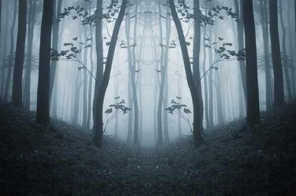 Árvores com folhas em uma floresta escura — Fotografia de Stock