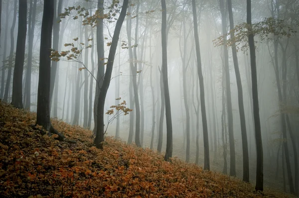 Paisaje forestal con hojas de colores — Foto de Stock