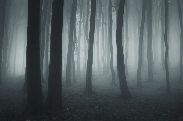 Ciemny Las mgła i światła zimnego — Zdjęcie stockowe