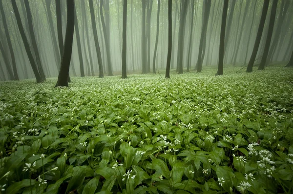 Bloeiende bos met mist en bloemen — Stockfoto