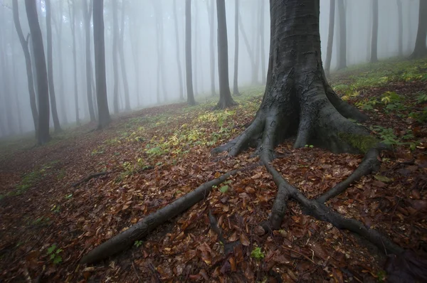 Wortels van een boom in een mistige bos in de herfst — Stockfoto