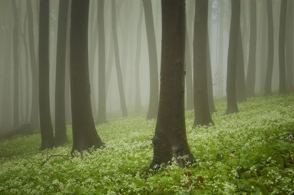 Floresta verde com flores no chão — Fotografia de Stock