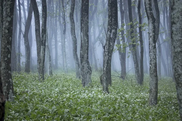 Mlha v kvetoucí lese — Stock fotografie