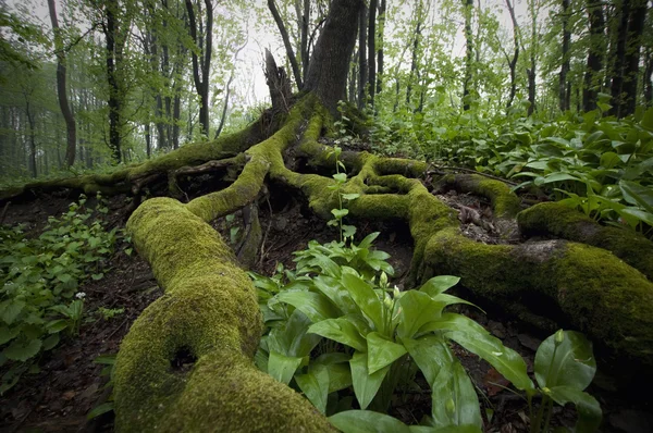Racines d'un arbre avec mousse et feuilles vertes dans une forêt brumeuse après la pluie — Photo
