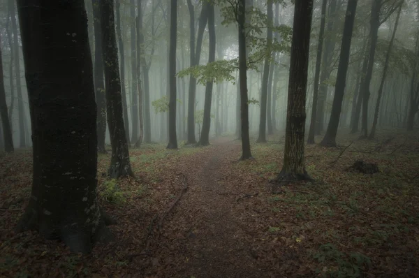 Floresta escura com nevoeiro no verão — Fotografia de Stock