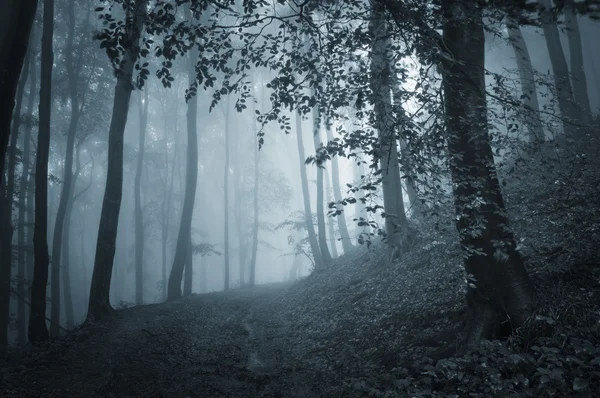 Weg durch dunklen Wald mit blauem Licht — Stockfoto
