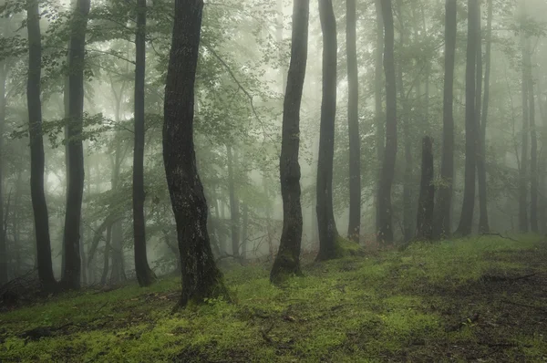 Δάσος φωτογραφία με ομίχλη και δέντρα — Φωτογραφία Αρχείου