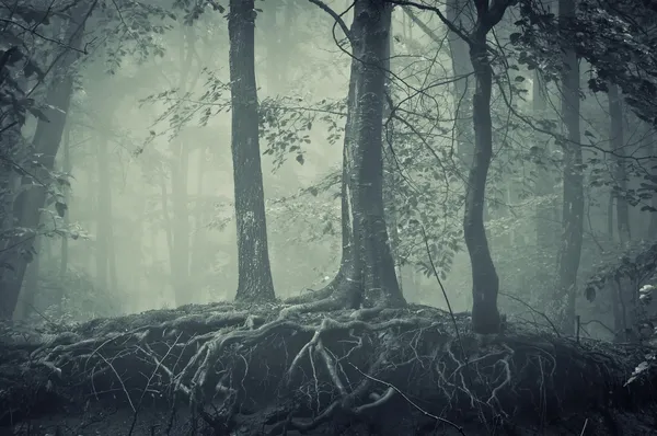 Árboles aterradores con raíces en un bosque oscuro —  Fotos de Stock