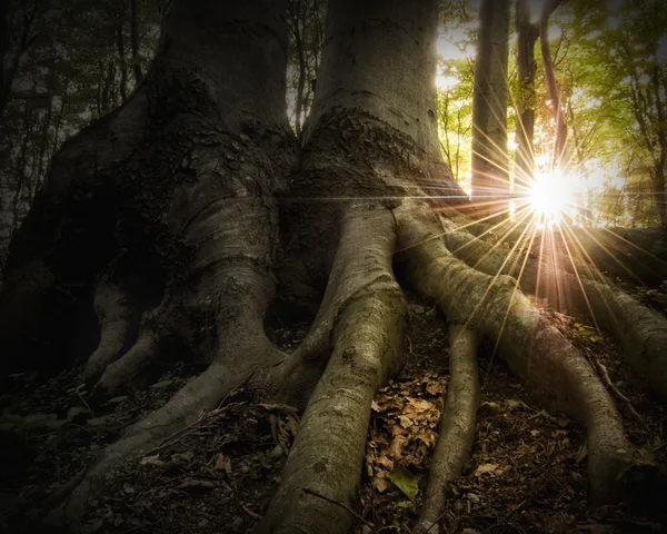 Roots of a tree in a forest with the sun at sunset