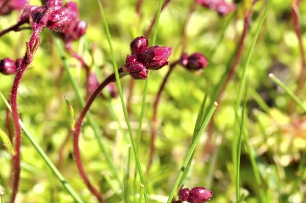 stock image Red flower in a garden