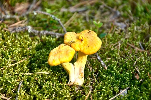 Belos cogumelos de outono na floresta — Fotografia de Stock