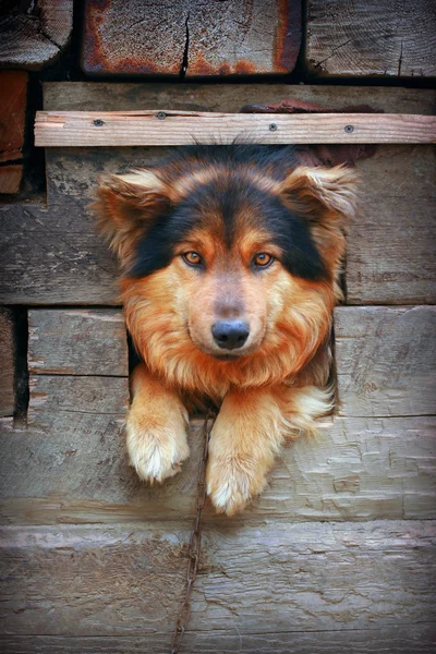 stock image Dog in kennel