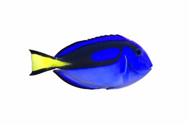 Palette surgeonfish clipart