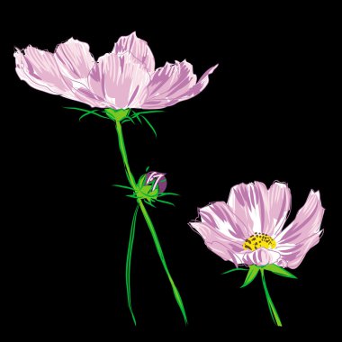 Flower cosmos bipinnatus raster clipart